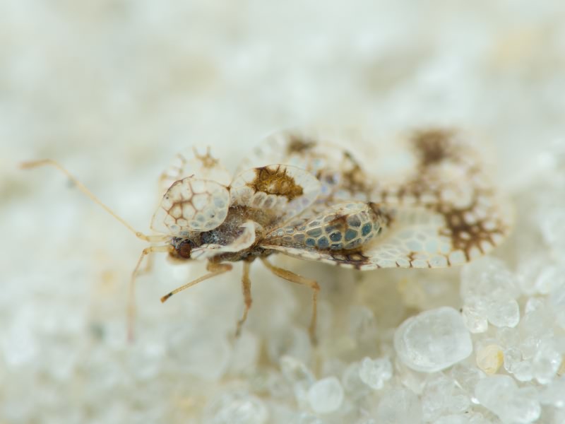 Stephanitis pyri (Fabricius, 1775)